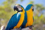 Parrot in the Parque Samá