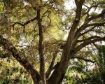 Quercus in the Parque Samá