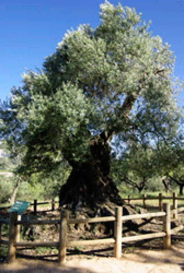 Horta de Sant Joan: Lo Parot, lŽolivera més vella