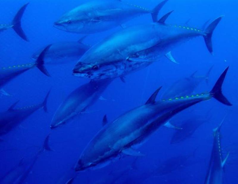 Experi&egrave;ncia Tuna Tour a Ametlla de Mar per banyar-se entre tonyines