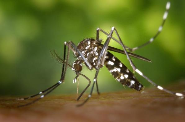 Consejos para el control del mosquito tigre en Tarragona