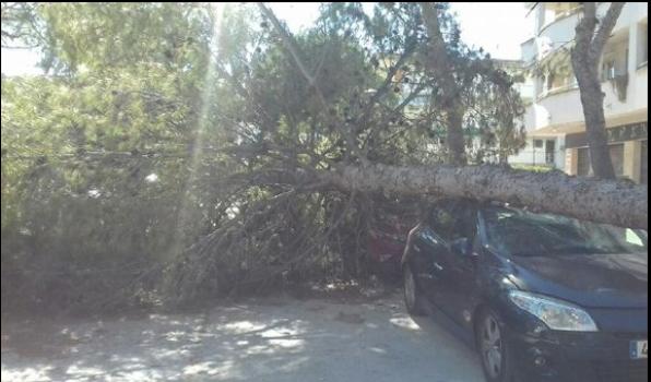Winds of 145 km / h. cause fall of trees in Salou