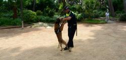 Salou millora la seguretat a l'estiu amb la unitat canina