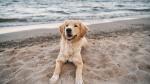 Perro en la playa de Salou.Cedida