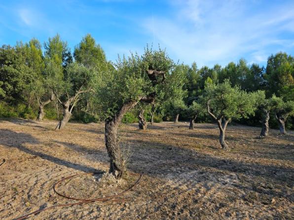 Olive trees of the Duna Gran Forest and the Pla del Maset