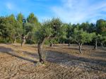 Olivos del Bosque de la Duna Grande y el Pla del Maset