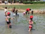 Unos 3.000 asistentes a la XX Plantada tradicional del Arroz celebrada en Amposta