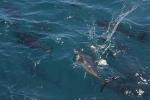 Bathing among tuna, a unique experience with Tuna Tour in waters of Ametlla de Mar