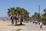 Cutting and fitting work of the thousand palms of Salou