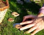 Mushroom season starts with the appearance of the first milk caps