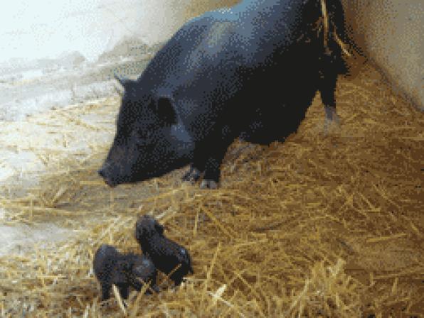 Aqualeon celebra el nacimiento de dos pequeños cerdos vietnamitas