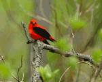 Cataluña se promociona como destino de turismo ornitológico en la British Birdwatching Fair